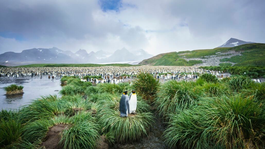 Antarktis in großer Runde mit Falklandinseln