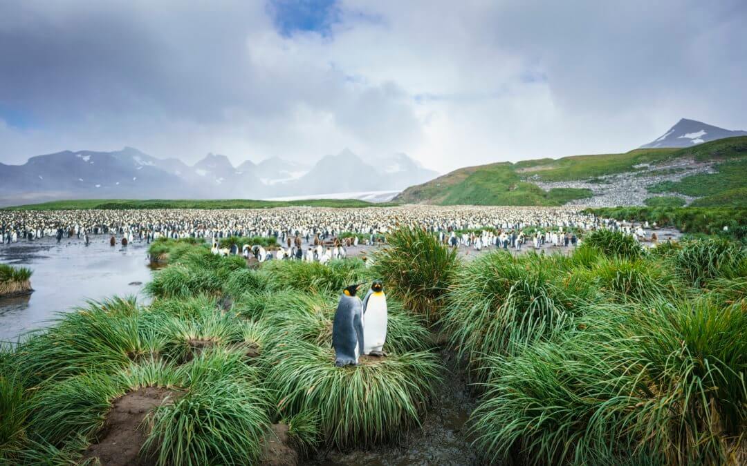 Die Große Runde mit Falklandinseln, Südgeorgien und Antarktischer Halbinsel