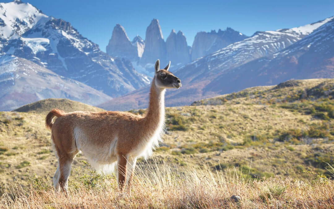 Landschaftliche Sensationen Patagoniens