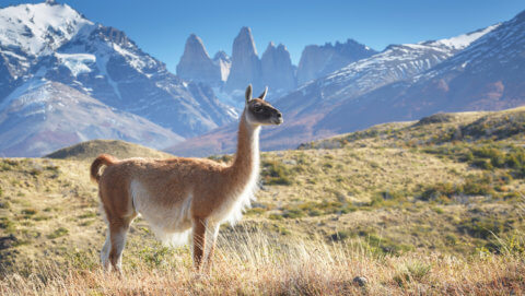 Patagonien mit Guanaco im Nationalpark Torres del Paine, Chile