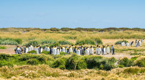 Königspinguine in Feuerland an der Bahia Inùtil