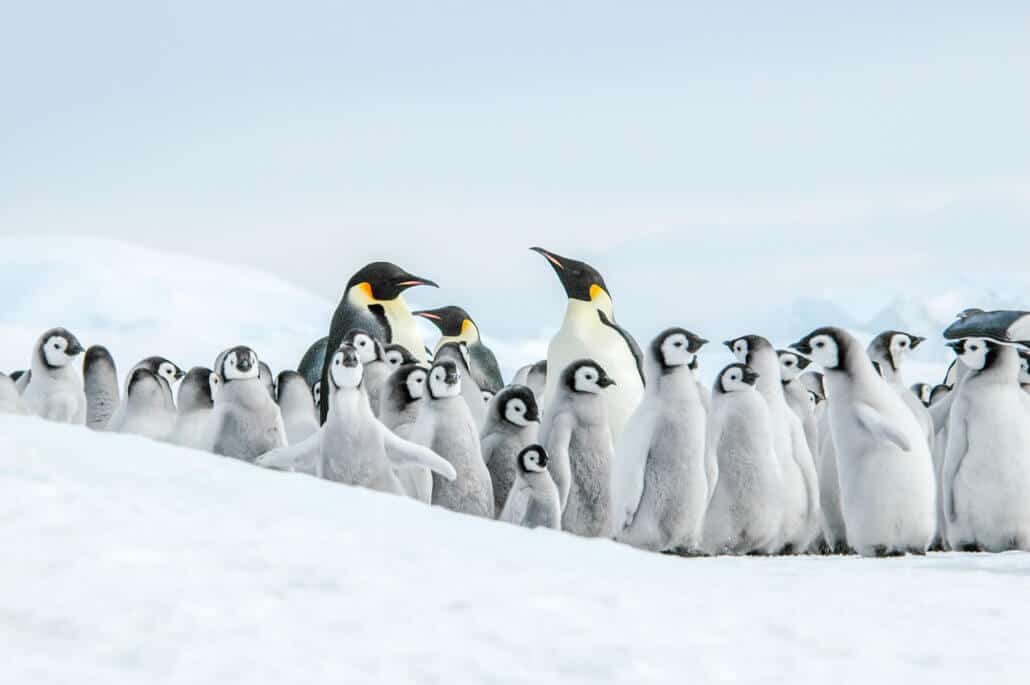 Weddellmeer - Auf der Suche nach dem Kaiserpinguin (inkl. Hubschrauber) Foto: Ilja Reijnen