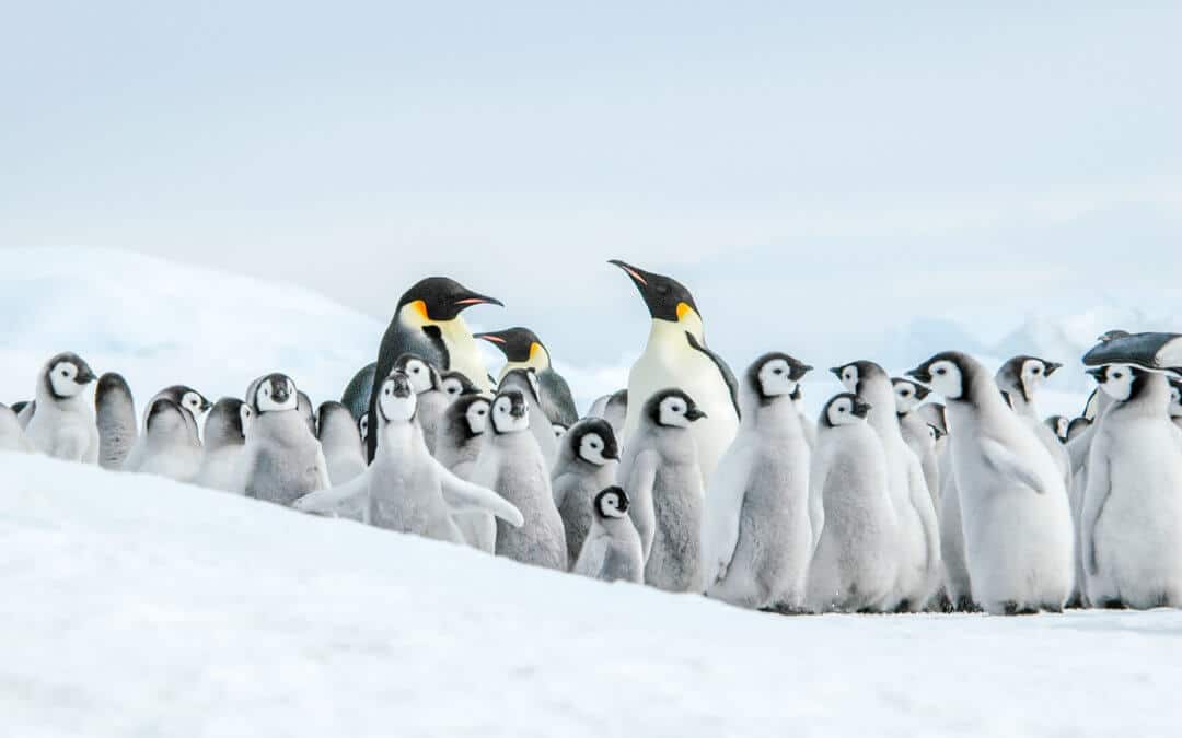 Weddellmeer – Auf der Suche nach dem Kaiserpinguin