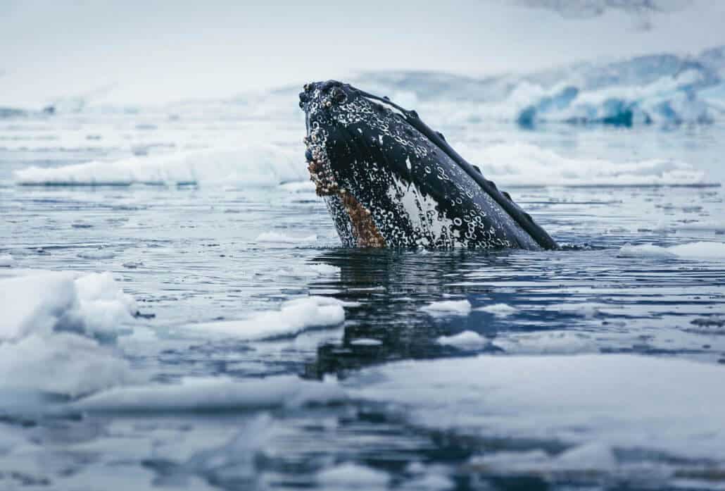 Buckelwal im Wasser in der Antarktis