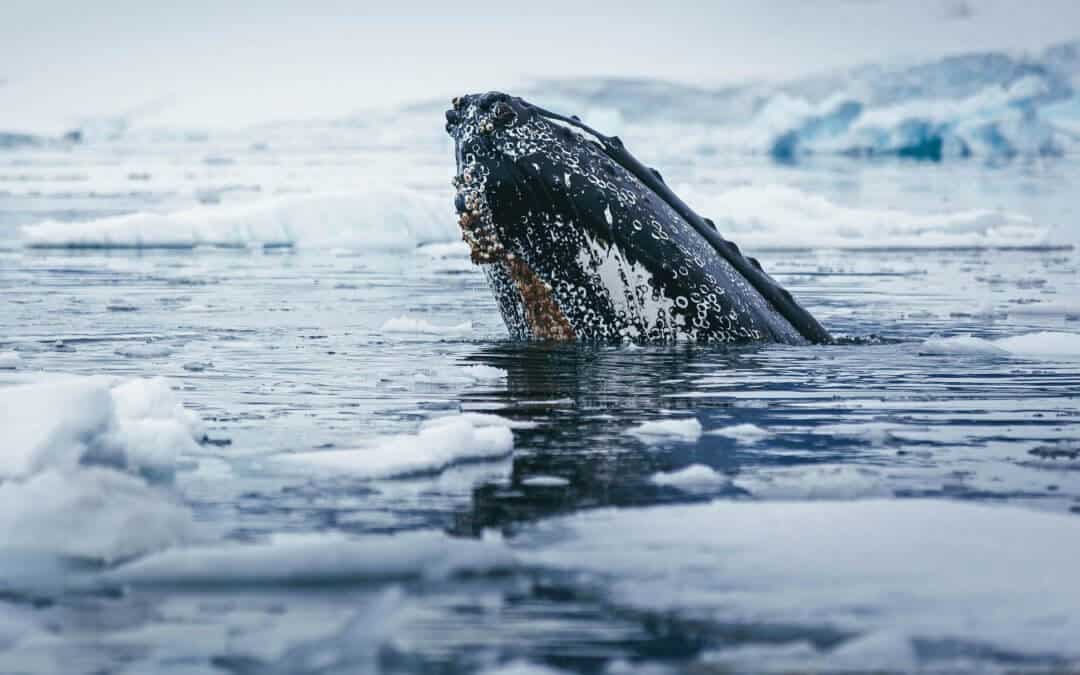 Fly&Cruise Antarktis Express: Flug über die Drake Passage | MS World Explorer | MS Ocean Explorer