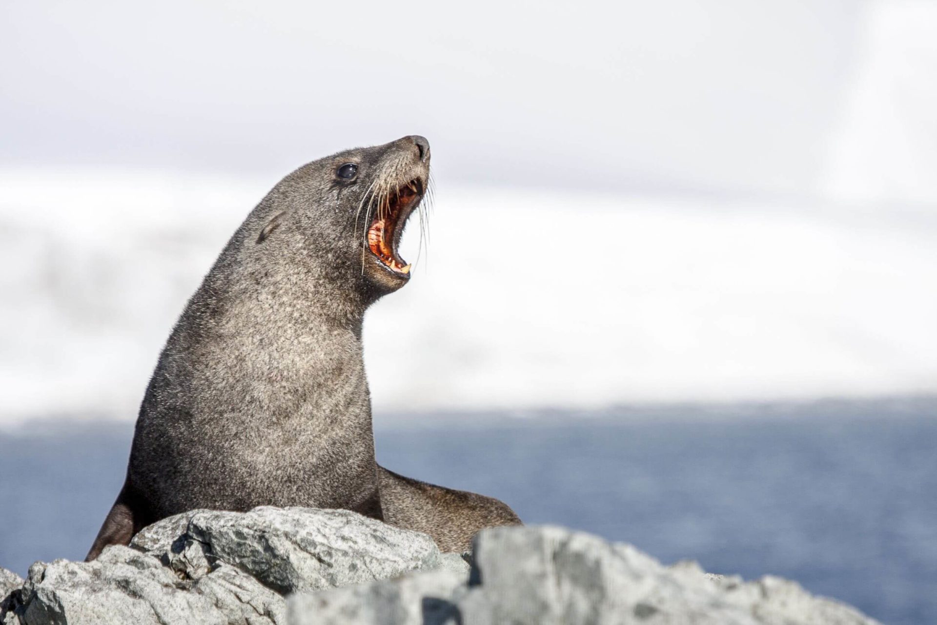 Fly&Cruise Antarctica and South Georgia