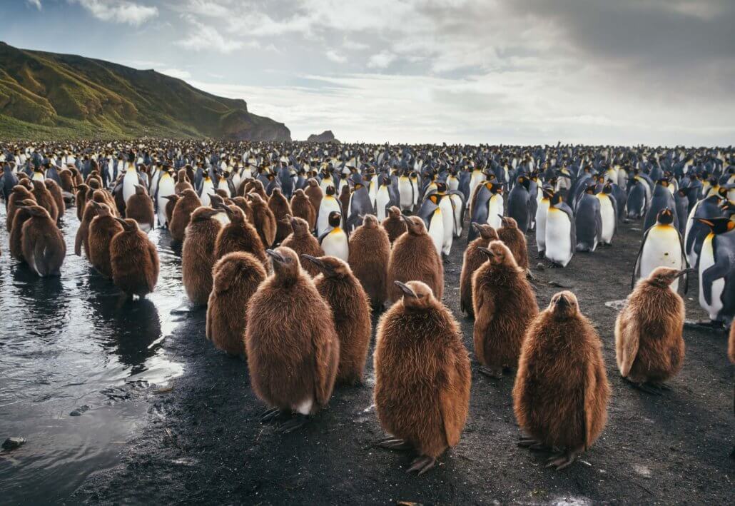 Reisende vor einer Pinguikolonie auf den Falklandinseln