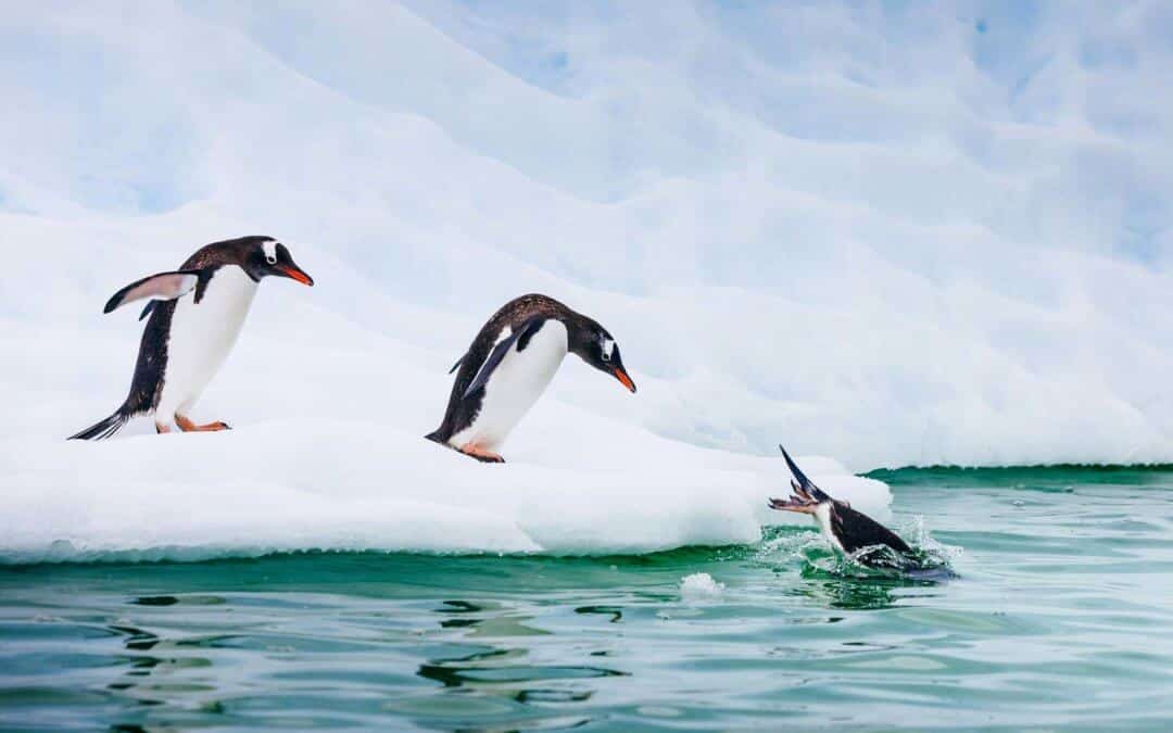 Entdecker und Könige: Falklandinseln, Südgeorgien und Antarktis | MS Ocean Explorer