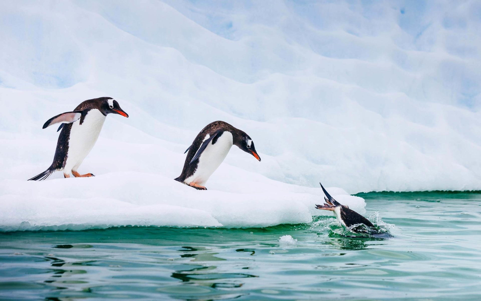 Pinguine springen ins kalte Wasser der Antarktis