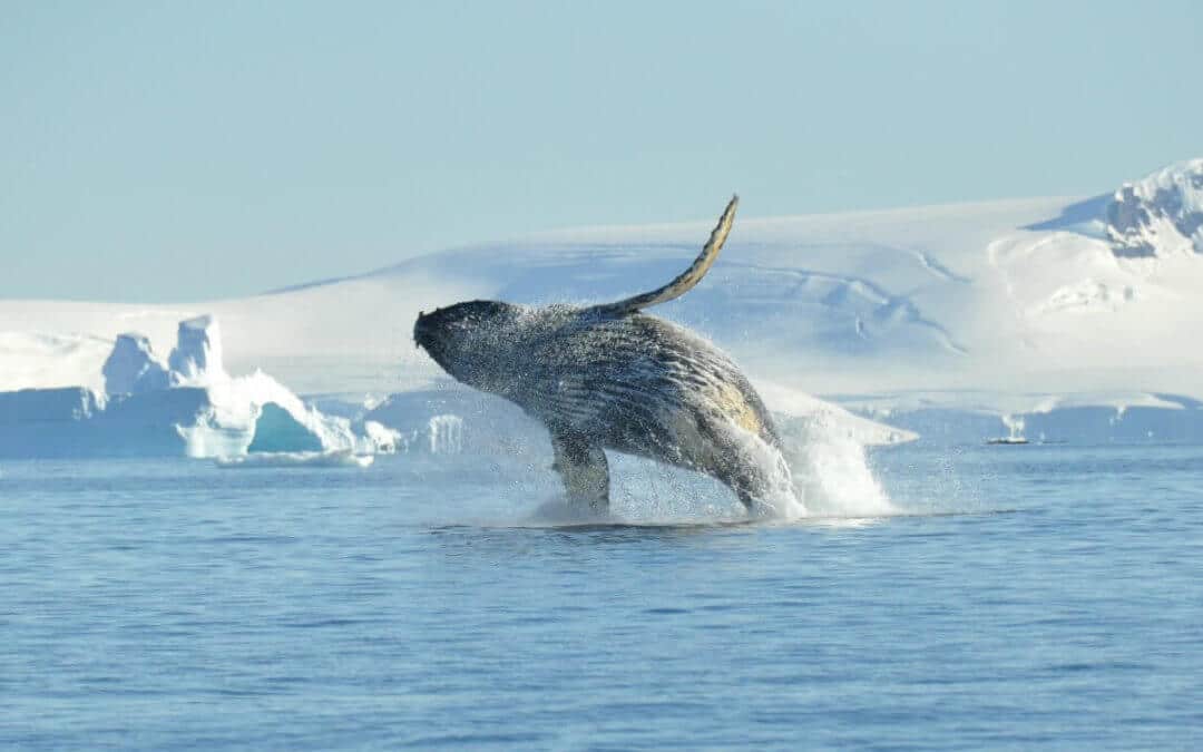 Walbeobachtung Antarktis
