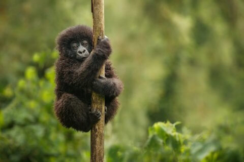 Berg-Gorilla-Baby Uganda