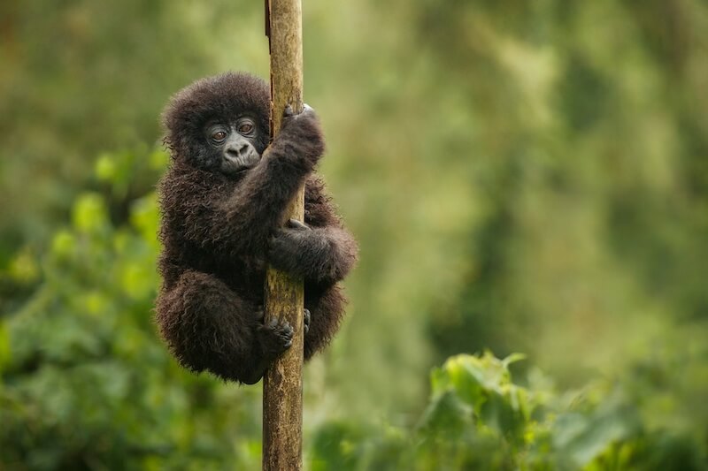 Baby-Boom bei den Berggorillas in Uganda