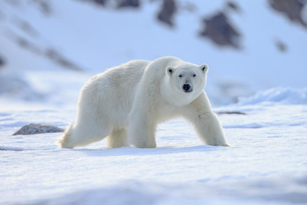 Eisbär läuft über eine Schneefläche, dahinter verschneite Berghänge