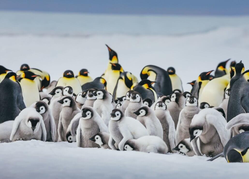 Kaiserpinguine auf Snow Hill Island