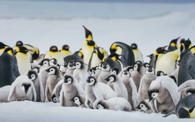 Kaiserpinguin: Alles über das Tier & wo Sie es sehen können
