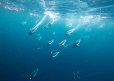 Die tauchenden Pinguine in der Antarktis