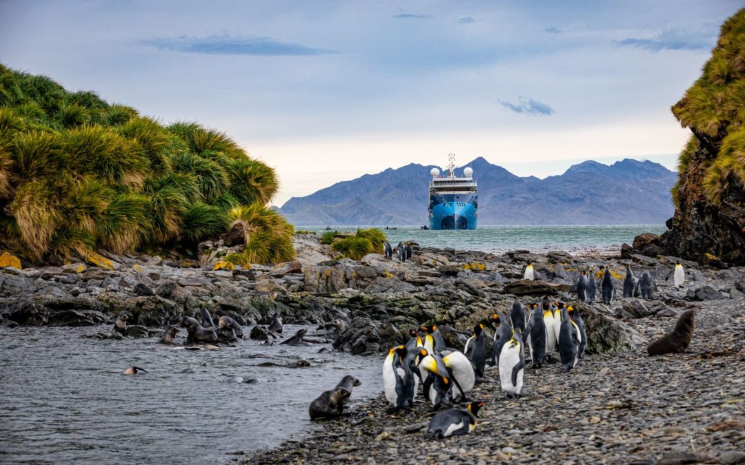 Das ultimative Antarktis-Abenteuer | MS Ocean Albatros