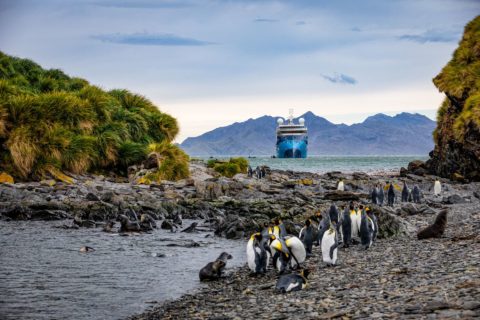 Die MS Ocean Albatros in der Bucht von Jason Harbor mit Blick auf Kaiserpinguine und Seebären, die am am Kieselstrand mit Tussockgras rasten