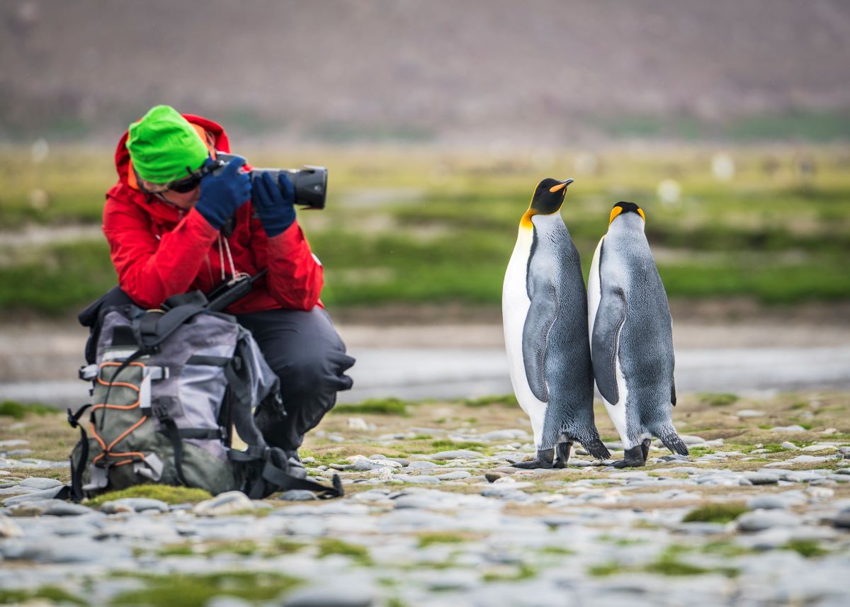 Antarktis-König-Pinguine-Fotografieren-Falklandinseln-Südgeorgien-Polarkreis-Oceanwide-Expeditions-DietmarDenger Königspinguine fotografieren