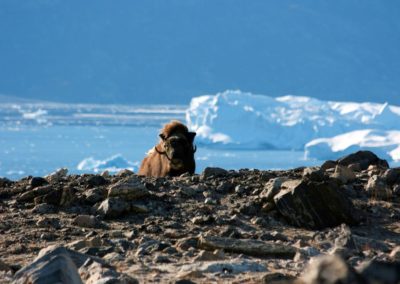 Moschusochse und Eisfjord