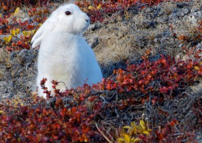 Polarhase in der Polar-Pflanzenwelt