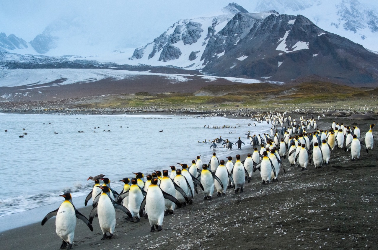 Suedgeorgien-St.Andrews_Bay-Danita_Delimont-AdobeStock_413067742 King penguins march along the beach