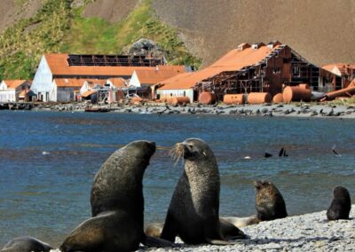 Seals on the beach in front of the former Stromness whaling station in South Georgia