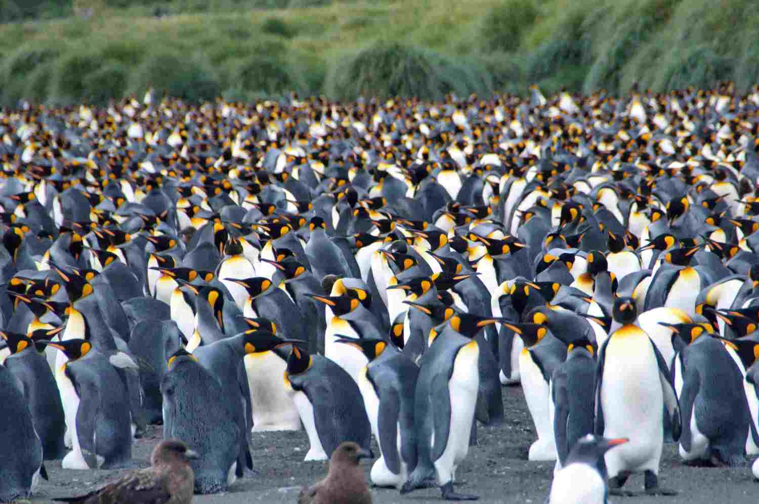 King penguin (Aptenodytes patagonicus) colony at Gold Harbor, South Georgia Island Königpinguine in Gold Harbour