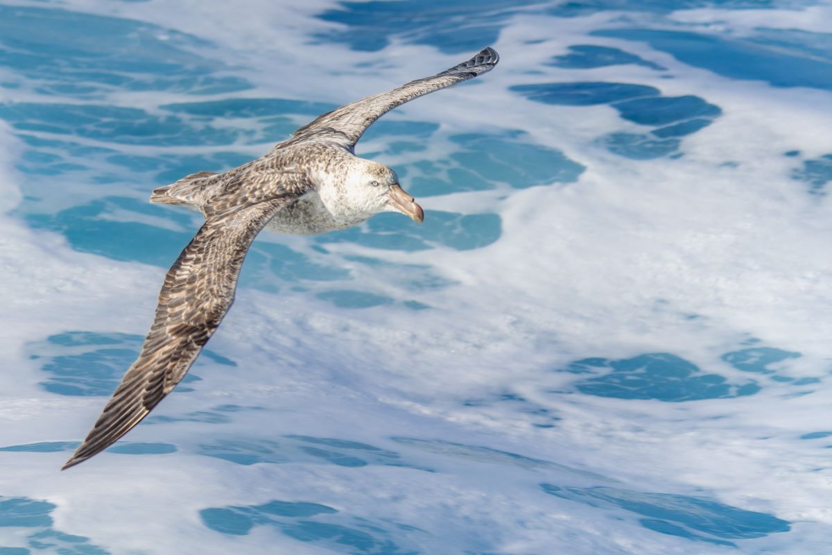 Riesensturmvogel im Flug über der Drake Passage