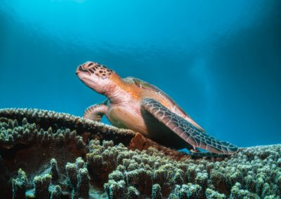 sea turtle