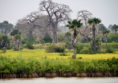 Intakte Gambia Flusslandschaft