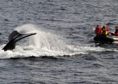 Whale watching from a Zodiac boat