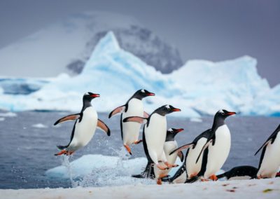 Eselspinguine landen aufs Eis