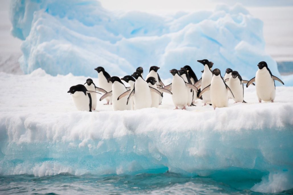 Pinguine im Schnee