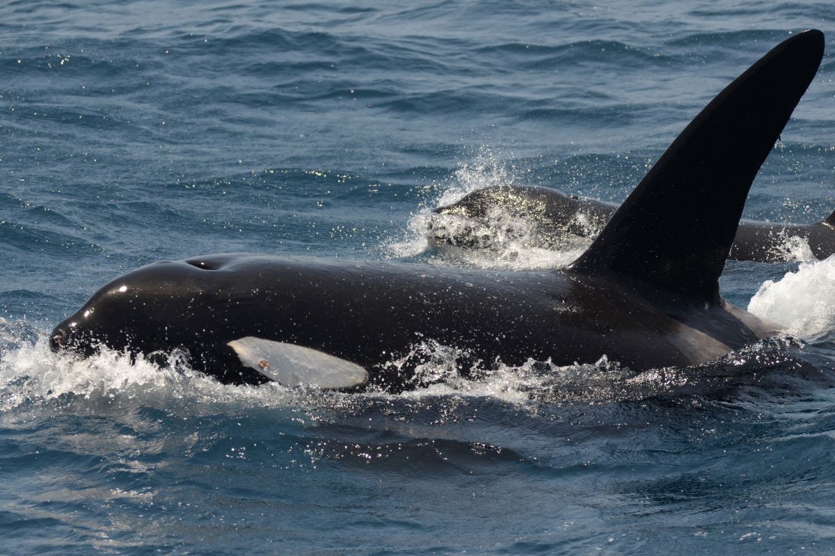 Antarktis-Walbeobachtung-Orcas-Oceanwide-Expeditions-LaurensSteijn Orcas in der Antarktis