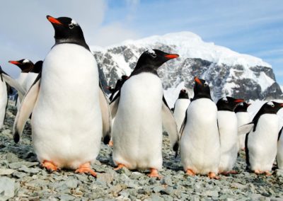 Eselpinguine auf Danco Island