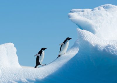 Adeliepinguine laufen im Schnee