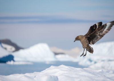 Südpolarskua in der Antarktis