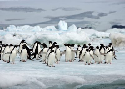 Adeliepinguine auf Eis