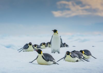 Kaiserpinguine rutschen