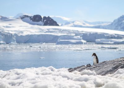 Eselspinguin auf einem Felsen mit schneebedeckten Bergen im Hintergrund