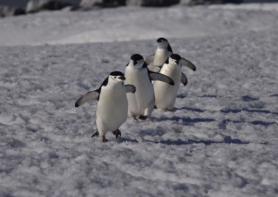 Zügelpinguine laufen im Schnee