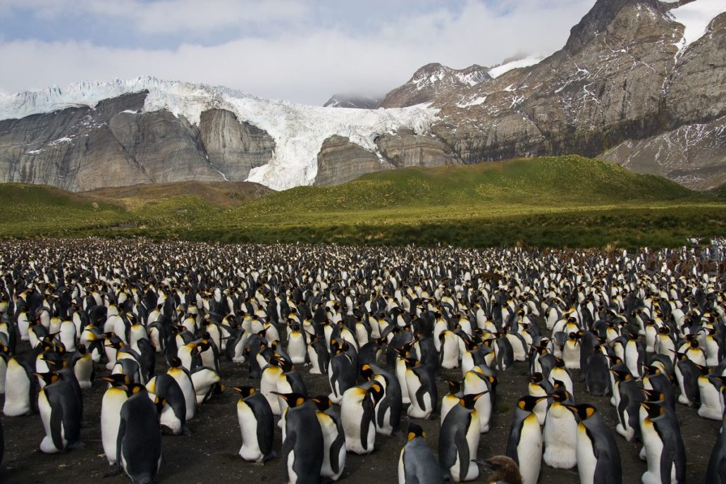 Pinguinkolonie in Südgeorgien