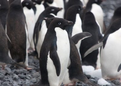 Adeliepinguine in der Antarktis