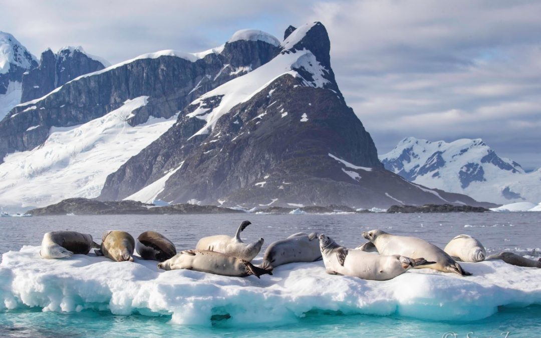 Antarktis – Elephant Island – Weddellmeer – Südpolarkreis | Aurora Australis!