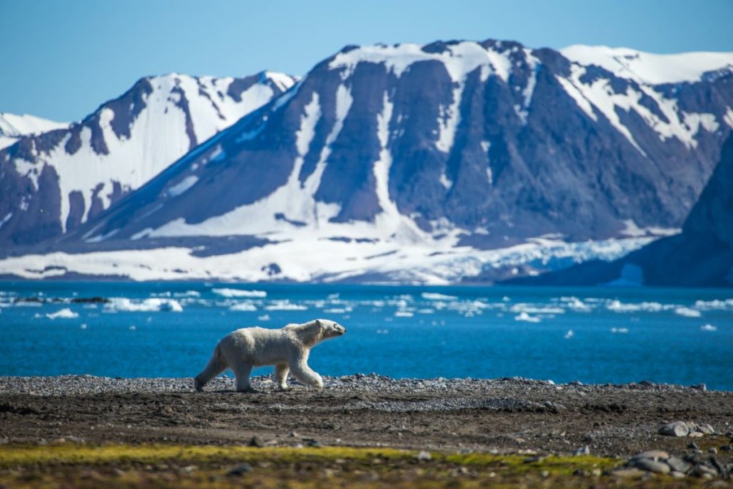 Eisbär läuft über einen Kiesstrand, dahinter Treibeis und schneebedeckte Berge mit Gletscher