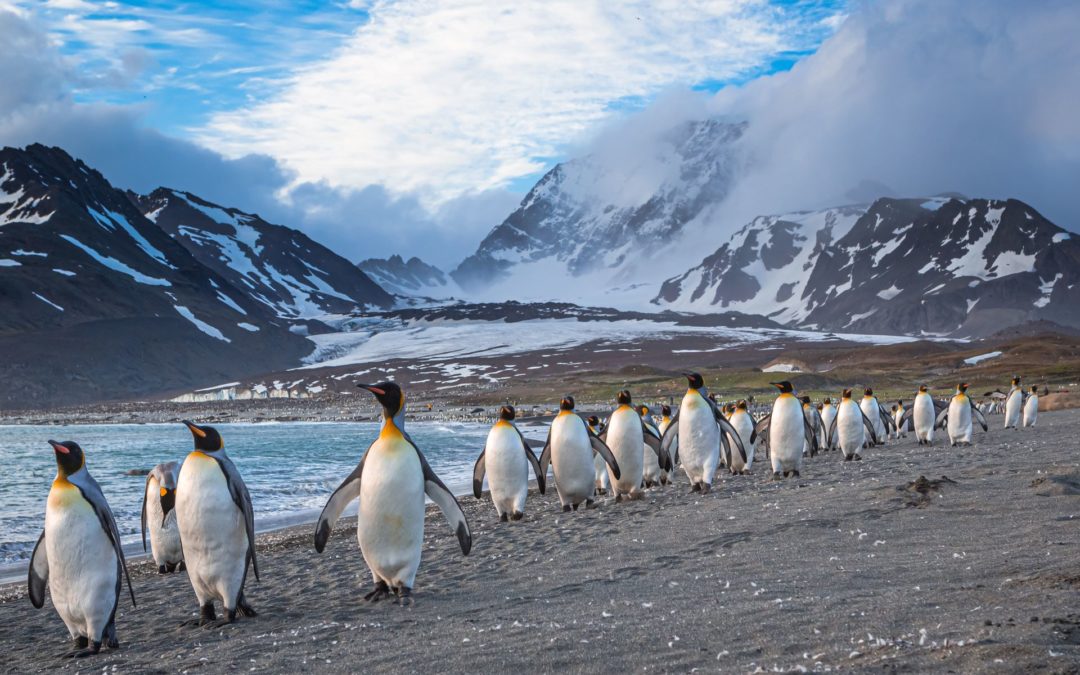 Falklandinseln, Südgeorgien & Antarktis | MS Magellan Explorer