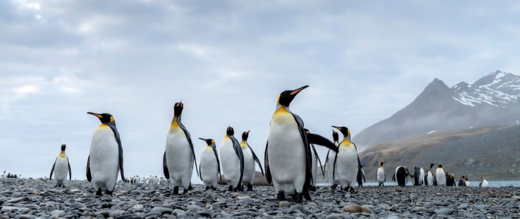 Königspinguine vor teilweise von Schnee bedeckten Bergen