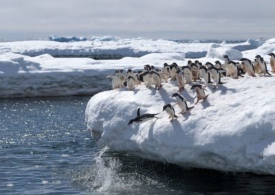 Springende Adéliepinguine in der Antarktis