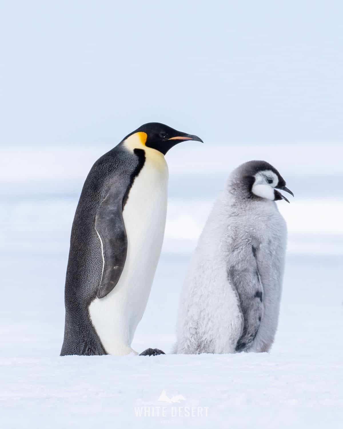Kaiserpinguin und Jungtier